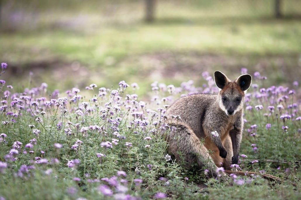 kangaroo, australia, australia day, outback